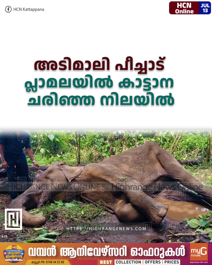 അടിമാലി പീച്ചാട് പ്ലാമലയില് കാട്ടാന ചരിഞ്ഞ നിലയില്