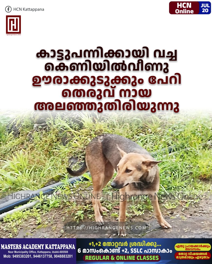 കാട്ടുപന്നിക്കായി വച്ച കെണിയില്‍വീണു: ഊരാക്കുടുക്കും പേറി തെരുവ് നായ അലഞ്ഞുതിരിയുന്നു