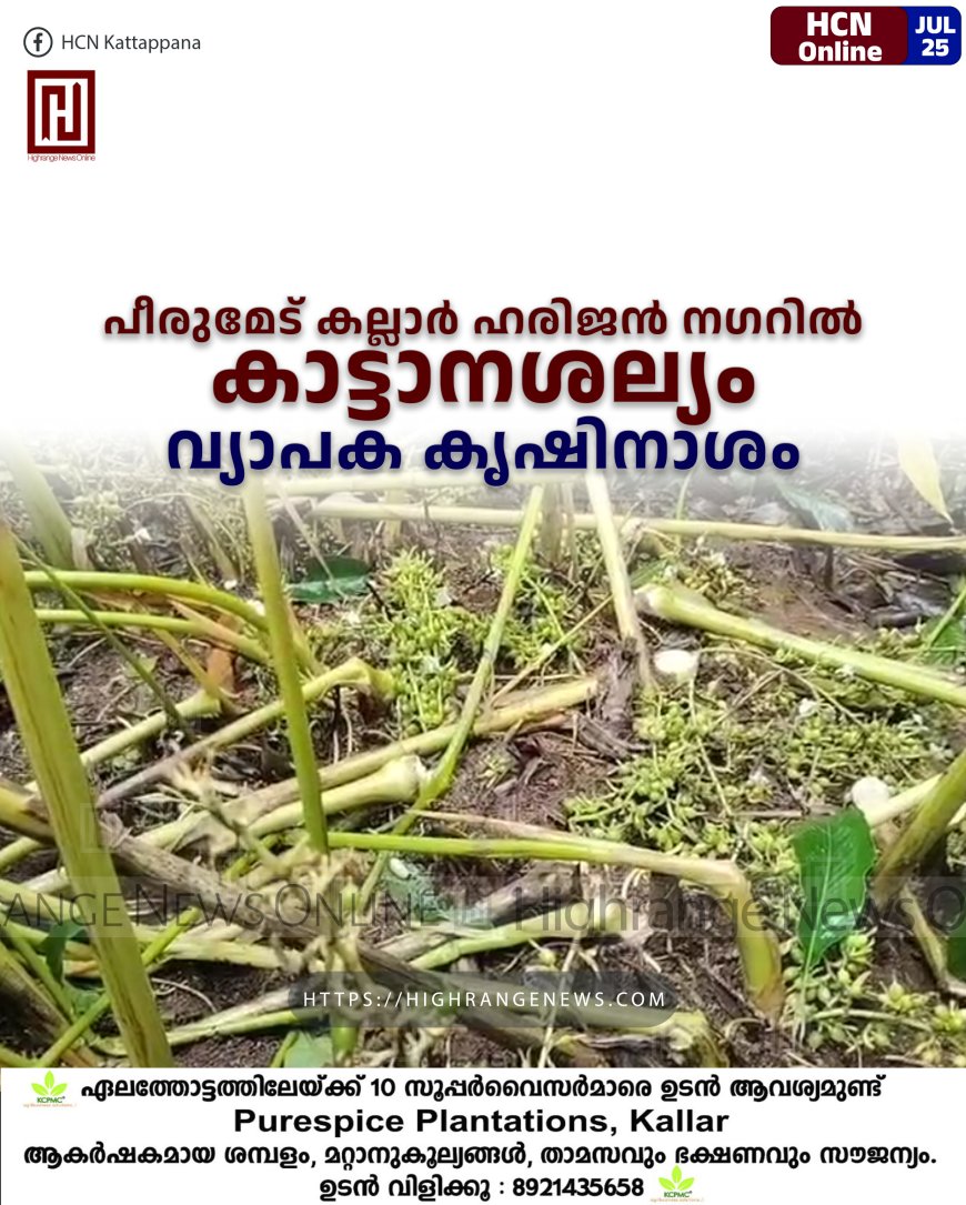 പീരുമേട് കല്ലാര് ഹരിജന് നഗറില് കാട്ടാനശല്യം: വ്യാപക കൃഷിനാശം