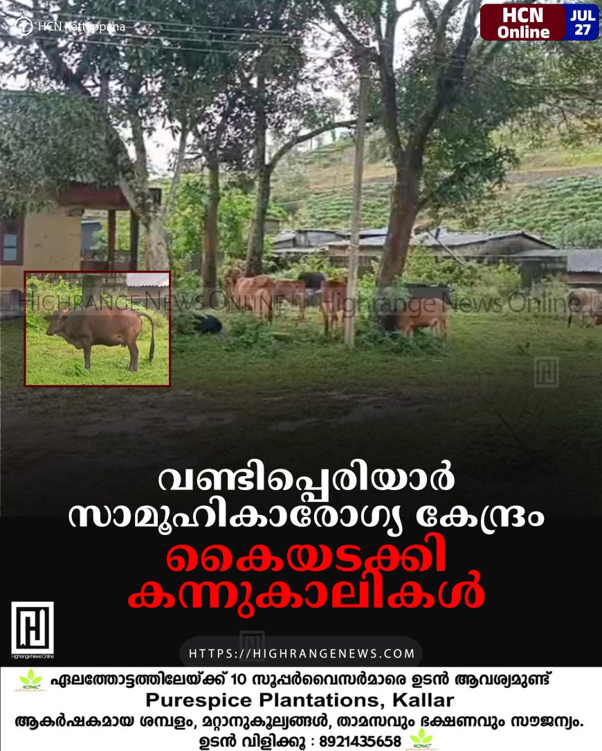 വണ്ടിപ്പെരിയാര് സാമൂഹികാരോഗ്യ കേന്ദ്രം കൈയടക്കി കന്നുകാലികള്