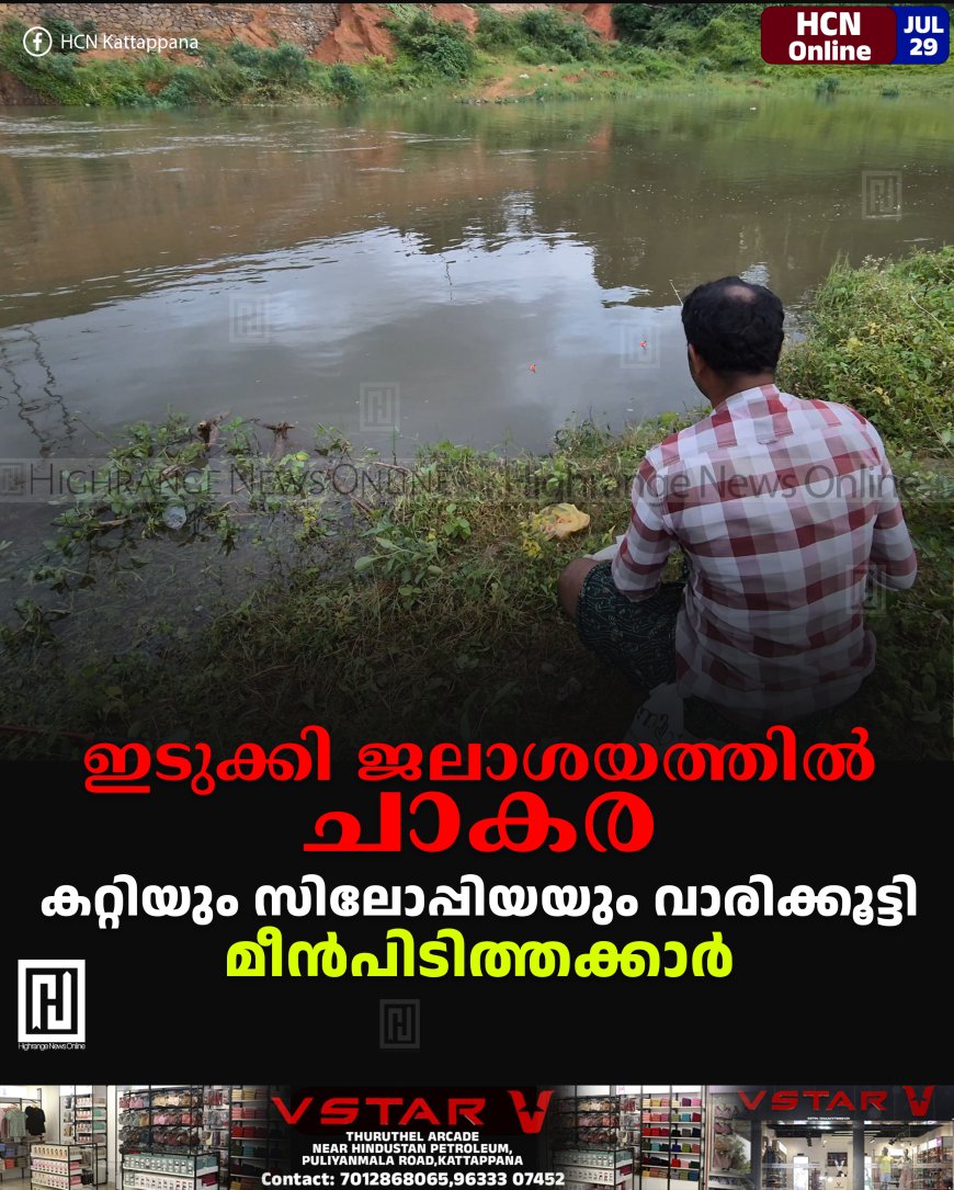 ഇടുക്കി ജലാശയത്തിൽ ചാകര: കറ്റിയും സിലോപ്പിയയും വാരിക്കൂട്ടി മീൻപിടിത്തക്കാർ