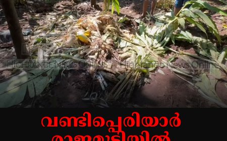 വണ്ടിപ്പെരിയാര്‍ രാജമുടിയില്‍ കാട്ടാന ശല്യം രൂക്ഷം