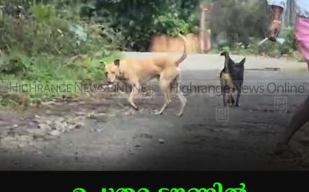 ഉപ്പുതറ ടൗണില്‍ തെരുവ് നായ ശല്യം രൂക്ഷം