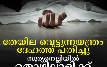 തേയില വെട്ടുന്നയന്ത്രം ദേഹത്ത് പതിച്ചു: സൂര്യനെല്ലിയില്‍ തൊഴിലാളിക്ക് ദാരുണാന്ത്യം