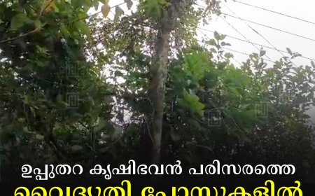 ഉപ്പുതറ കൃഷിഭവന്‍ പരിസരത്തെ വൈദ്യുതി പോസ്റ്റുകളില്‍ കാടുകയറി