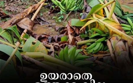 ഉയരാതെ ഏത്തക്ക വില: കര്‍ഷകര്‍ പ്രതിസന്ധിയില്‍ 
