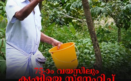 75-ാം വയസിലും കൃഷിയെ സ്‌നേഹിച്ച് മച്ചിപ്ലാവ് തയ്യില്‍ അന്ത്രയോസ് ജോണ്‍ 