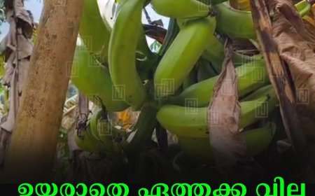ഉയരാതെ ഏത്തക്ക വില: കര്‍ഷകര്‍ പ്രതിസന്ധിയില്‍ 