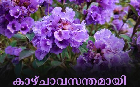 കാഴ്ചാവസന്തമായി മൂന്നാറിൽ നീലക്കുറിഞ്ഞി പൂത്തു