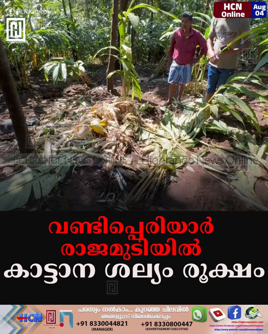 വണ്ടിപ്പെരിയാര്‍ രാജമുടിയില്‍ കാട്ടാന ശല്യം രൂക്ഷം