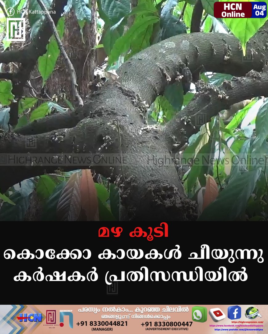 മഴ കൂടി: കൊക്കോ കായകള്‍ ചീയുന്നു: കര്‍ഷകര്‍ പ്രതിസന്ധിയില്‍