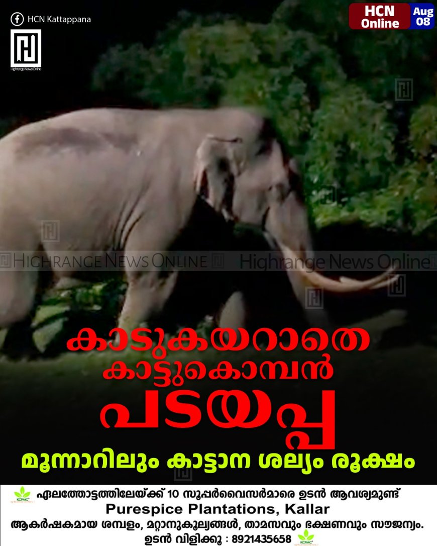 കാടുകയറാതെ കാട്ടുകൊമ്പന്‍ പടയപ്പ : മൂന്നാറിലും കാട്ടാന ശല്യം രൂക്ഷം  