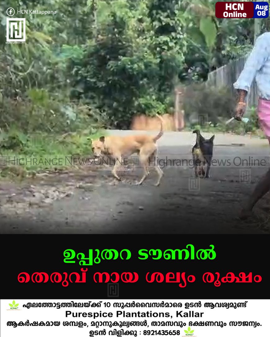 ഉപ്പുതറ ടൗണില്‍ തെരുവ് നായ ശല്യം രൂക്ഷം