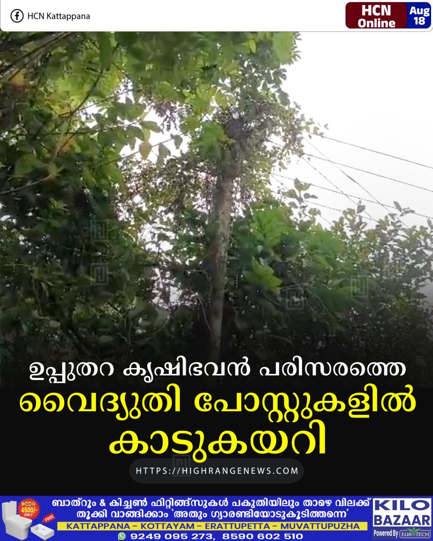 ഉപ്പുതറ കൃഷിഭവന്‍ പരിസരത്തെ വൈദ്യുതി പോസ്റ്റുകളില്‍ കാടുകയറി