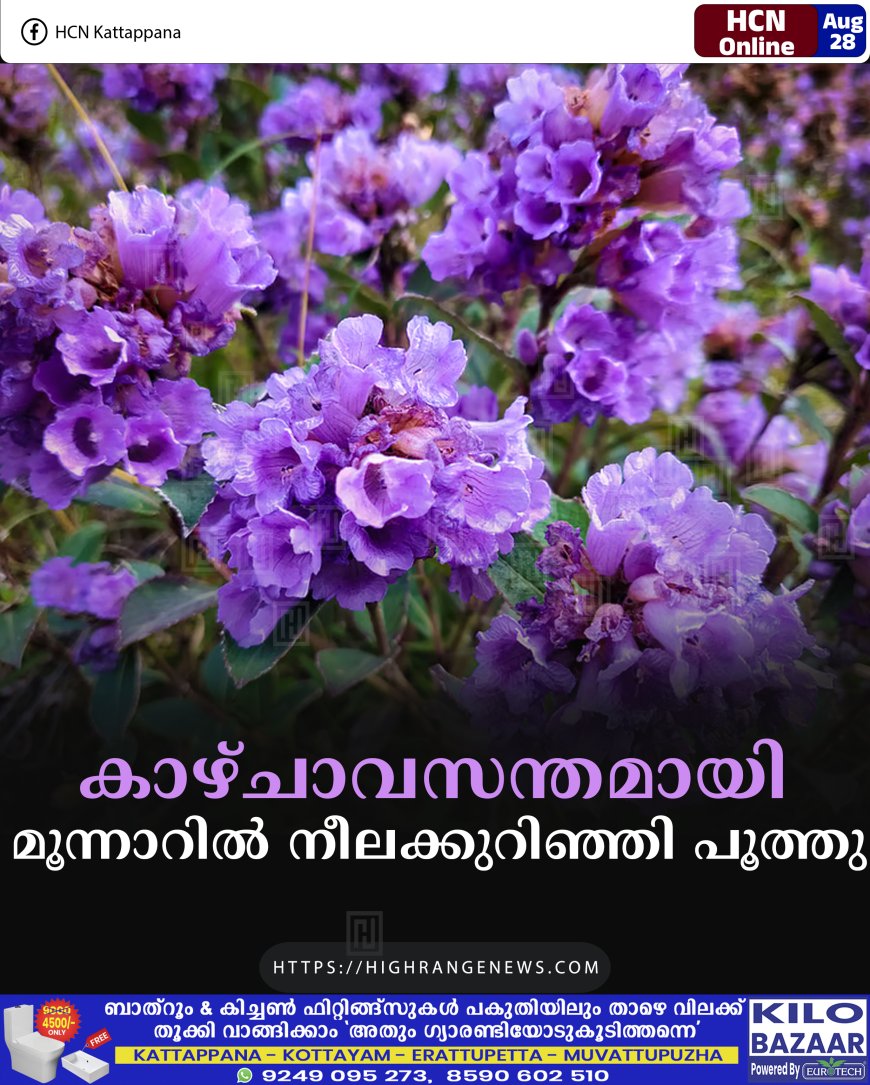 കാഴ്ചാവസന്തമായി മൂന്നാറിൽ നീലക്കുറിഞ്ഞി പൂത്തു