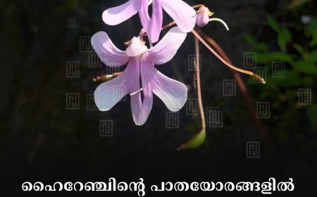 ഹൈറേഞ്ചിന്റെ പാതയോരങ്ങളില്‍ സഞ്ചാരികളെ വരവേറ്റ് കല്‍ബോള്‍സം ചെടികള്‍