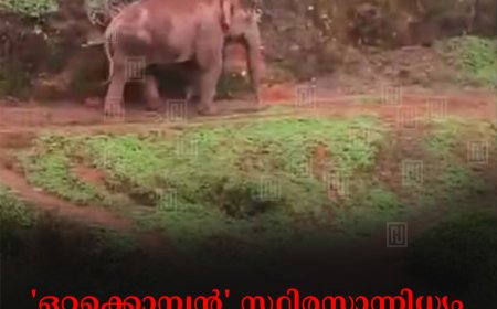 'ഒറ്റക്കൊമ്പന്‍' സ്ഥിരസാന്നിധ്യം: ആശങ്കയോടെ മൂന്നാറിലെ തോട്ടം തൊഴിലാളികള്‍ 