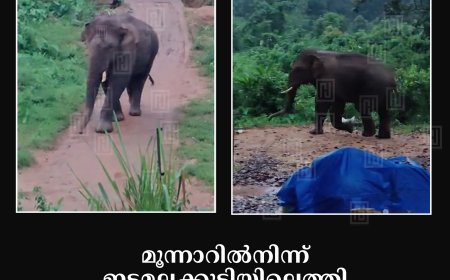മൂന്നാറില്‍നിന്ന് ഇടമലക്കുടിയിലെത്തി ഒറ്റക്കൊമ്പന്‍