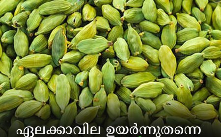 ഏലക്കാവില ഉയർന്നുതന്നെ: കർഷകർക്കിത് ആശ്വാസ നാളുകൾ