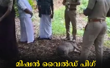 മിഷന്‍ വൈല്‍ഡ് പിഗ്: കൊന്നത്തടി പഞ്ചായത്തില്‍ കാട്ടുപന്നിയെ വെടിവച്ച്  കൊന്നു
