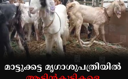 മാട്ടുക്കട്ട മൃഗാശുപത്രിയില്‍ ആട്ടിന്‍കുട്ടികളെ വിതരണം ചെയ്തു