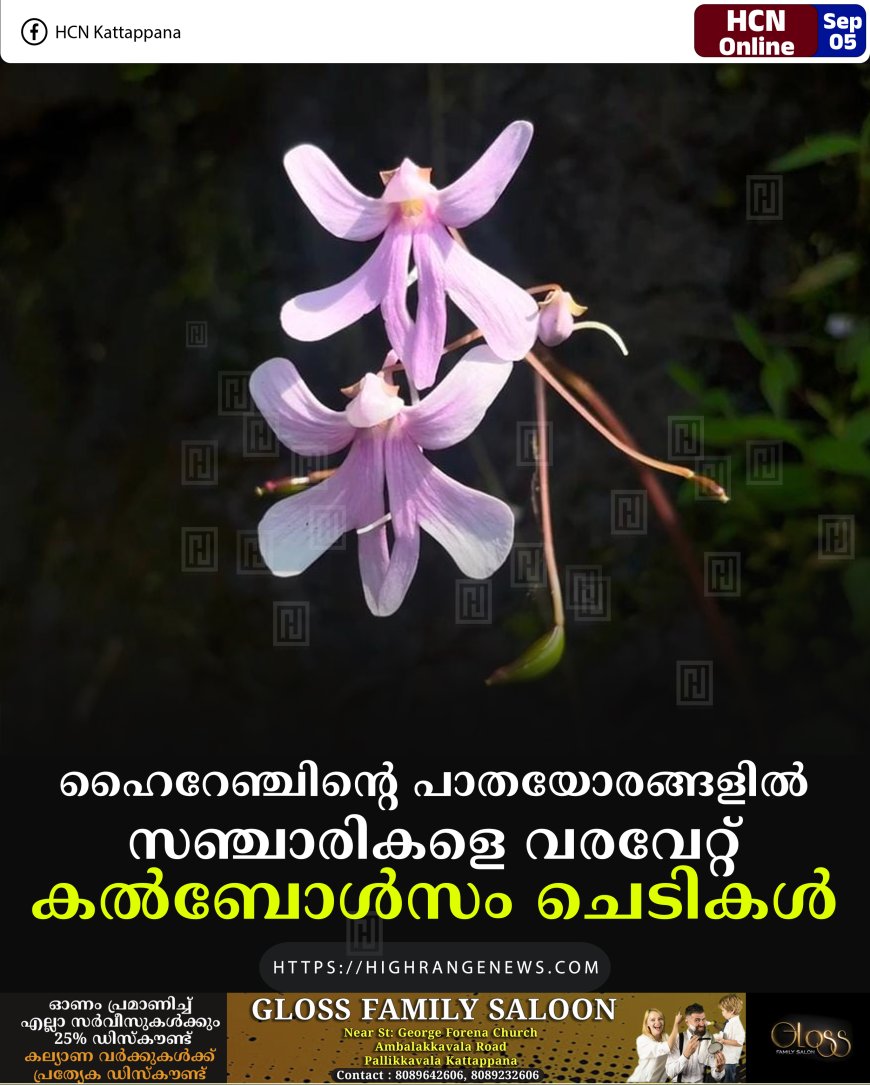 ഹൈറേഞ്ചിന്റെ പാതയോരങ്ങളില്‍ സഞ്ചാരികളെ വരവേറ്റ് കല്‍ബോള്‍സം ചെടികള്‍