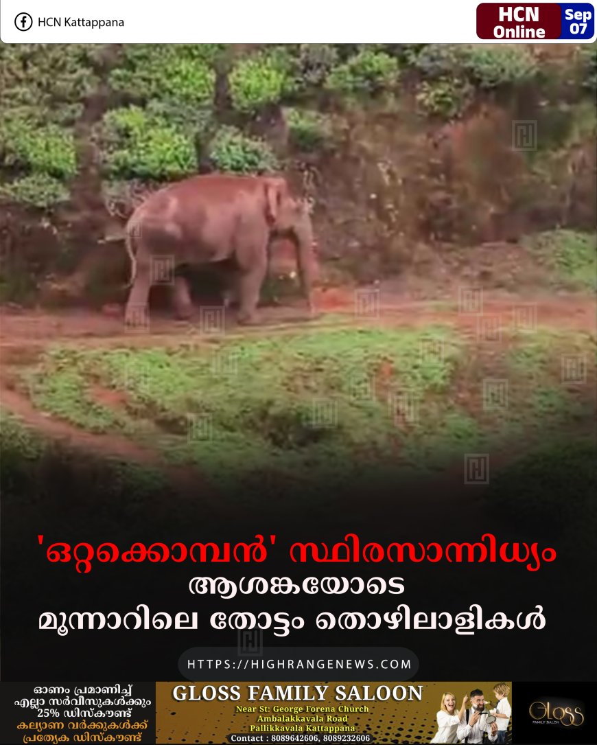 'ഒറ്റക്കൊമ്പന്‍' സ്ഥിരസാന്നിധ്യം: ആശങ്കയോടെ മൂന്നാറിലെ തോട്ടം തൊഴിലാളികള്‍ 