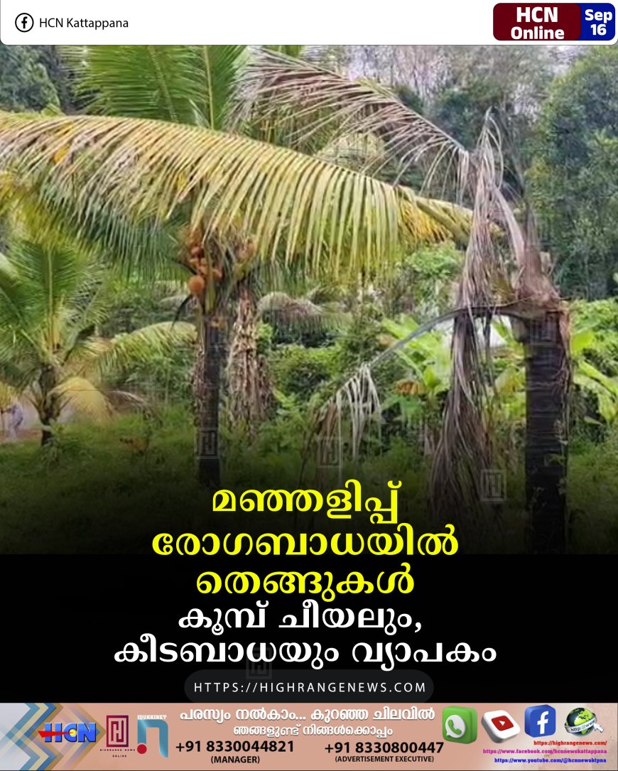 മഞ്ഞളിപ്പ് രോഗബാധയില്‍ തെങ്ങുകള്‍: കൂമ്പ് ചീയലും, കീടബാധയും വ്യാപകം