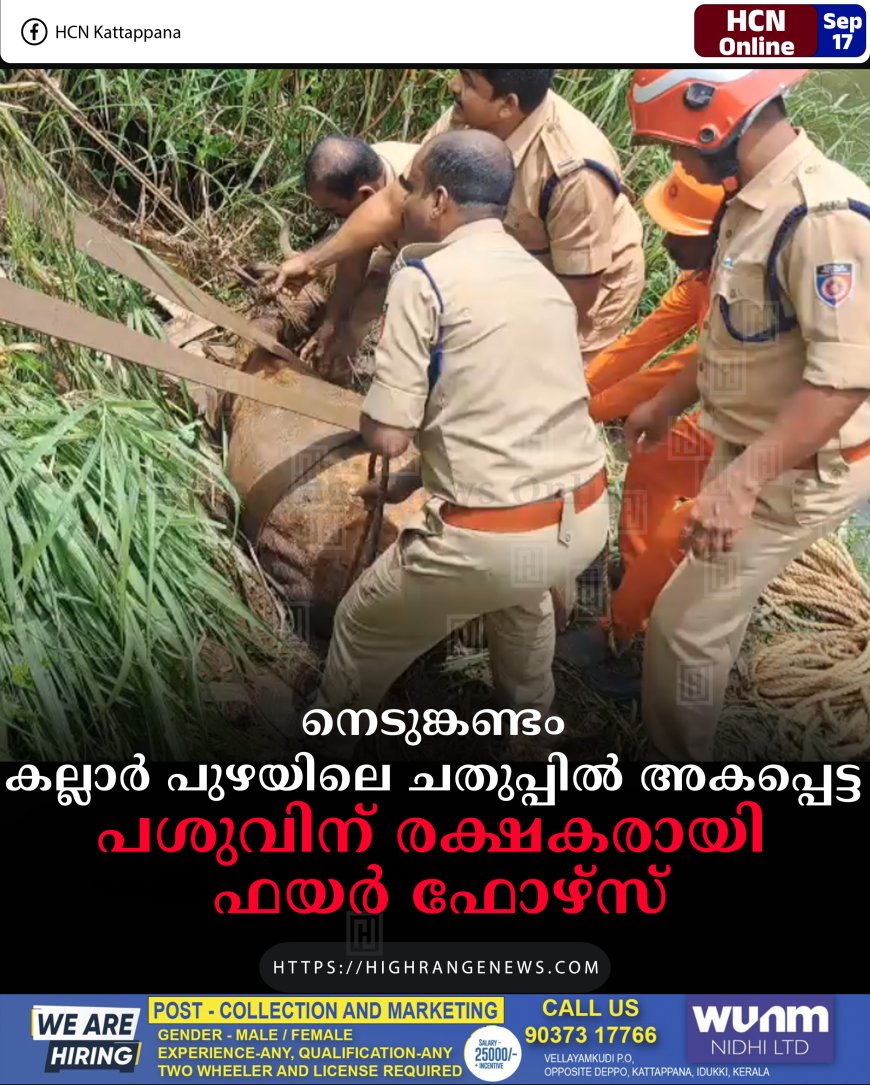 നെടുങ്കണ്ടം കല്ലാര് പുഴയിലെ ചതുപ്പിൽ അകപ്പെട്ട പശുവിന് രക്ഷകരായി ഫയർ ഫോഴ്സ്