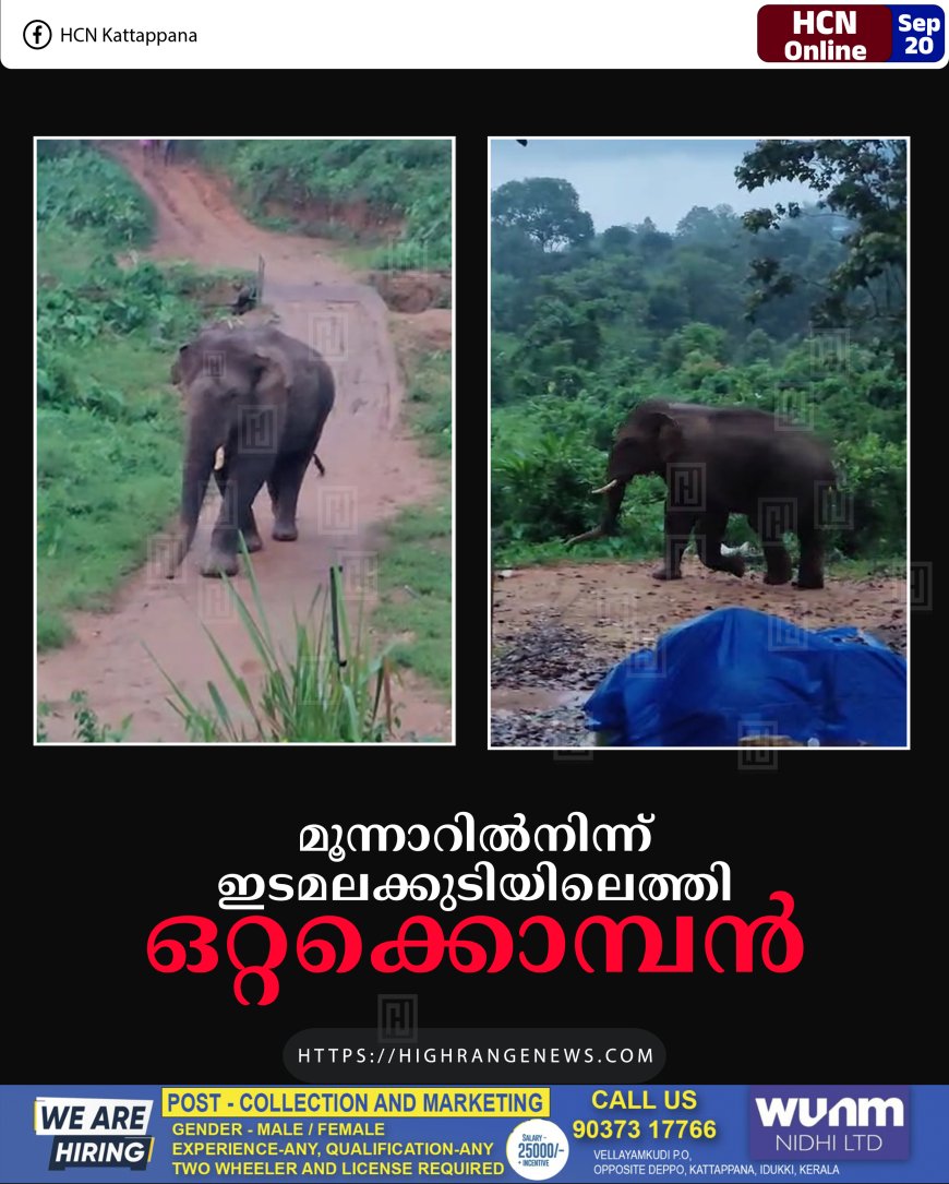 മൂന്നാറില്നിന്ന് ഇടമലക്കുടിയിലെത്തി ഒറ്റക്കൊമ്പന്