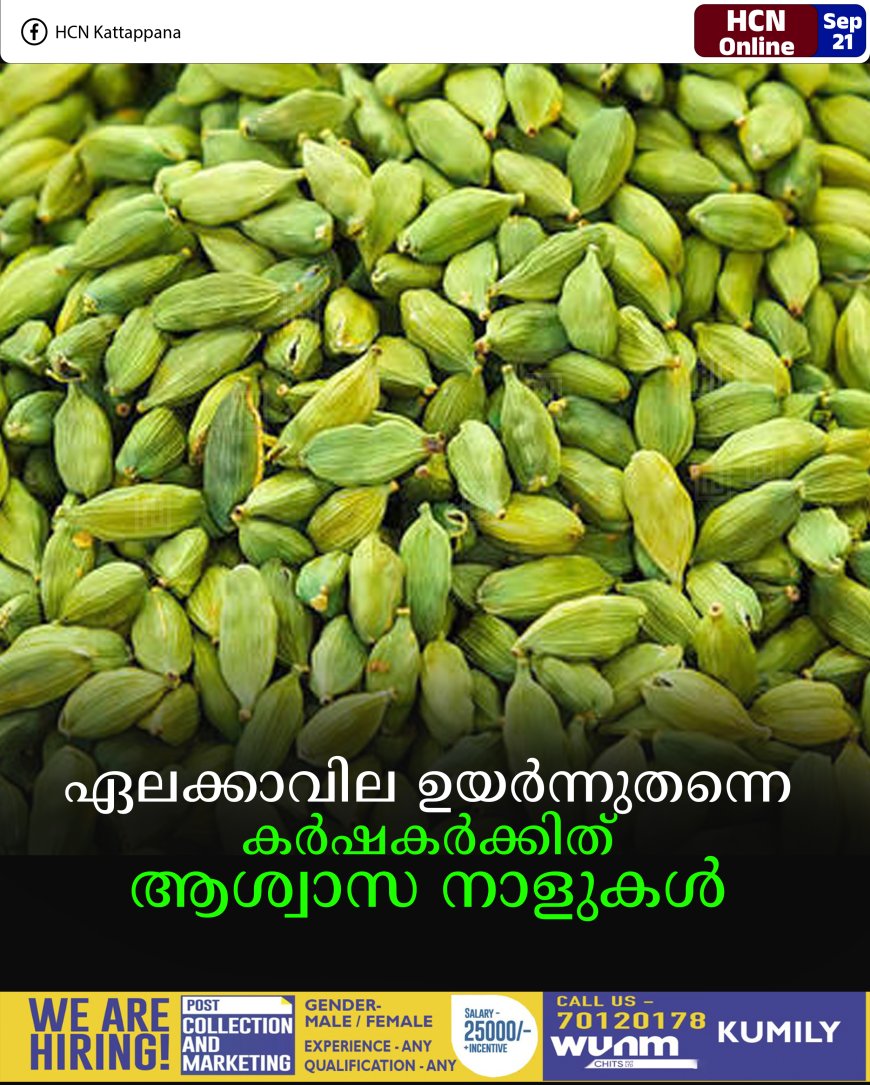 ഏലക്കാവില ഉയർന്നുതന്നെ: കർഷകർക്കിത് ആശ്വാസ നാളുകൾ