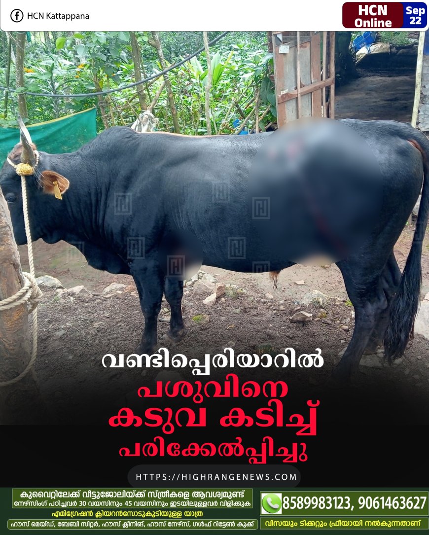 വണ്ടിപ്പെരിയാറില് പശുവിനെ കടുവ കടിച്ച് പരിക്കേല്പ്പിച്ചു