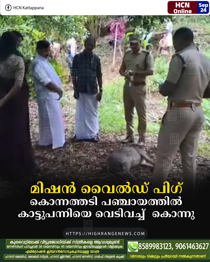 മിഷന്‍ വൈല്‍ഡ് പിഗ്: കൊന്നത്തടി പഞ്ചായത്തില്‍ കാട്ടുപന്നിയെ വെടിവച്ച്  കൊന്നു