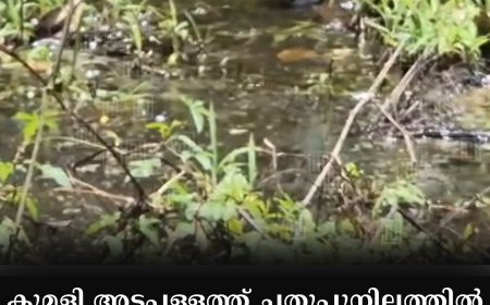 കുമളി അട്ടപ്പള്ളത്ത് ചതുപ്പുനിലത്തില്‍ മലിനജലം കെട്ടിക്കിടക്കുന്നു: പകര്‍ച്ചവ്യധി ഭീഷണിയില്‍ ജനം