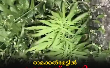 രാമക്കല്‍മേട്ടില്‍ കഞ്ചാവ് ചെടി കണ്ടെത്തി