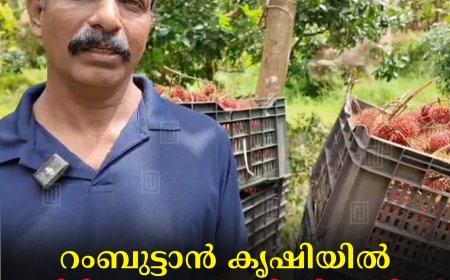 റംബുട്ടാന്‍ കൃഷിയില്‍ കമ്പിളികണ്ടം സ്വദേശി ഷിബുവിന്റെ വിജയഗാഥ