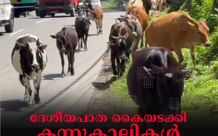 ദേശീയപാത കൈയടക്കി കന്നുകാലികള്‍: വണ്ടിപ്പെരിയാറില്‍ ഗതാഗതക്കുരുക്കും അപകടങ്ങളും