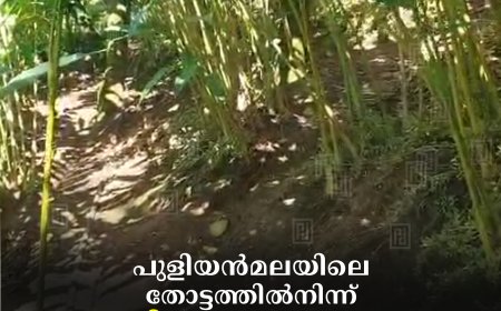 പുളിയന്‍മലയിലെ തോട്ടത്തില്‍നിന്ന് 35 കിലോ പച്ച ഏലക്ക മോഷണം പോയി