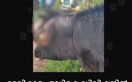ദേവികുളം ഒഡികെ ഡിവിഷനില്‍ കടുവ പശുവിനെ ആക്രമിച്ചു 