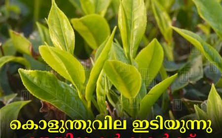 കൊളുന്തുവില ഇടിയുന്നു: തേയില കര്‍ഷകര്‍ക്ക് ദുരിതകാലം