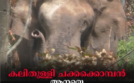 കലിതുള്ളി ചക്കക്കൊമ്പന്‍: ആനയെ ജനവാസ മേഖലയില്‍നിന്ന് മാറ്റണമെന്ന് നാട്ടുകാര്‍ 