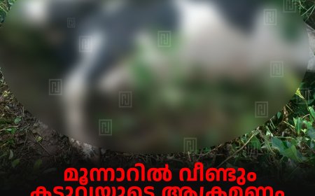 മൂന്നാറില്‍ വീണ്ടും കടുവയുടെ ആക്രമണം: 2 പശുക്കളെ കൊന്നുതിന്നു