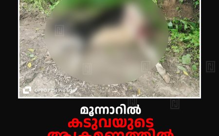 മൂന്നാറില്‍ കടുവയുടെ ആക്രമണത്തില്‍ പശു ചത്തു