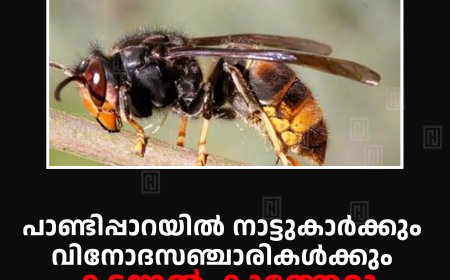 പാണ്ടിപ്പാറയില്‍ നാട്ടുകാര്‍ക്കും വിനോദസഞ്ചാരികള്‍ക്കും കടന്നല്‍ കുത്തേറ്റു