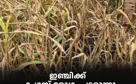 ഇഞ്ചിക്ക്  ഫംഗസ് രോഗം പടരുന്നു കർഷകർ പ്രതിസന്ധിയില്‍