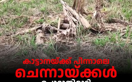 കാട്ടാനയ്ക്ക് പിന്നാലെ ചെന്നായ്ക്കള്: പൊറുതിമുട്ടി മറയൂര് ഇന്ദിരാനഗറിലെ താമസക്കാര്