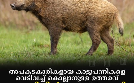 അപകടകാരികളായ കാട്ടുപന്നികളെ വെടിവച്ച് കൊല്ലാനുള്ള ഉത്തരവ് ഇടുക്കിയില് കാര്യക്ഷമമായി പ്രയോജനപ്പെടുത്തുന്നില്ല