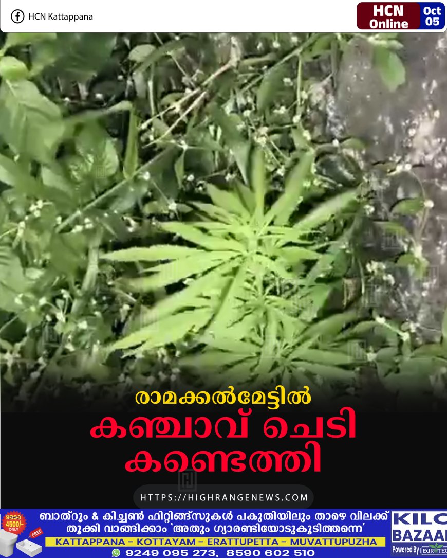 രാമക്കല്മേട്ടില് കഞ്ചാവ് ചെടി കണ്ടെത്തി