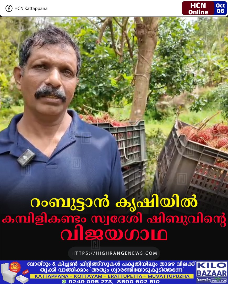 റംബുട്ടാന് കൃഷിയില് കമ്പിളികണ്ടം സ്വദേശി ഷിബുവിന്റെ വിജയഗാഥ