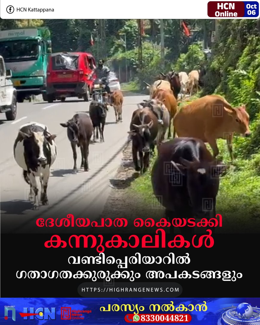 ദേശീയപാത കൈയടക്കി കന്നുകാലികള്: വണ്ടിപ്പെരിയാറില് ഗതാഗതക്കുരുക്കും അപകടങ്ങളും